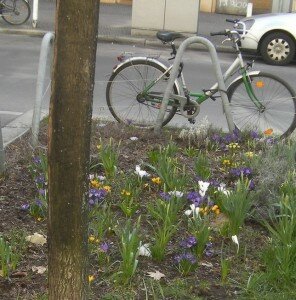 Einst Gosse, jetzt Frühlingsbote